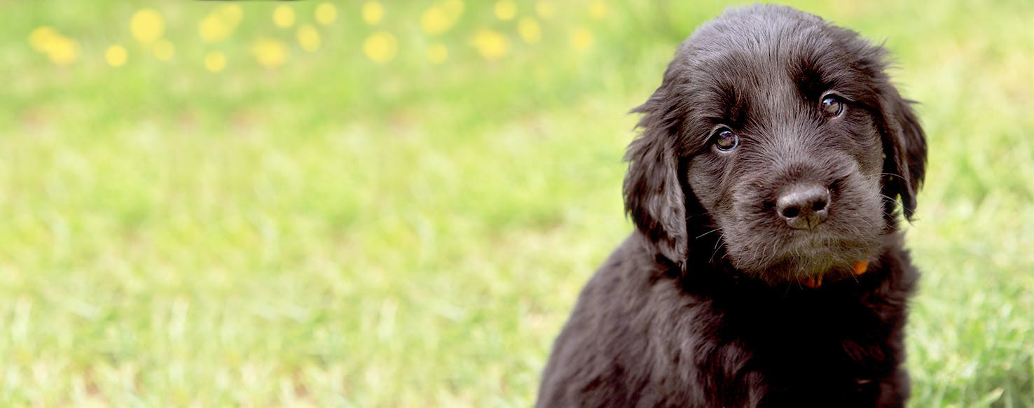 Blonde flat coated outlet retriever